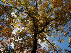 PICT0058.JPG