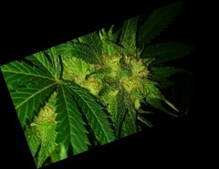 WEEDS.jpg