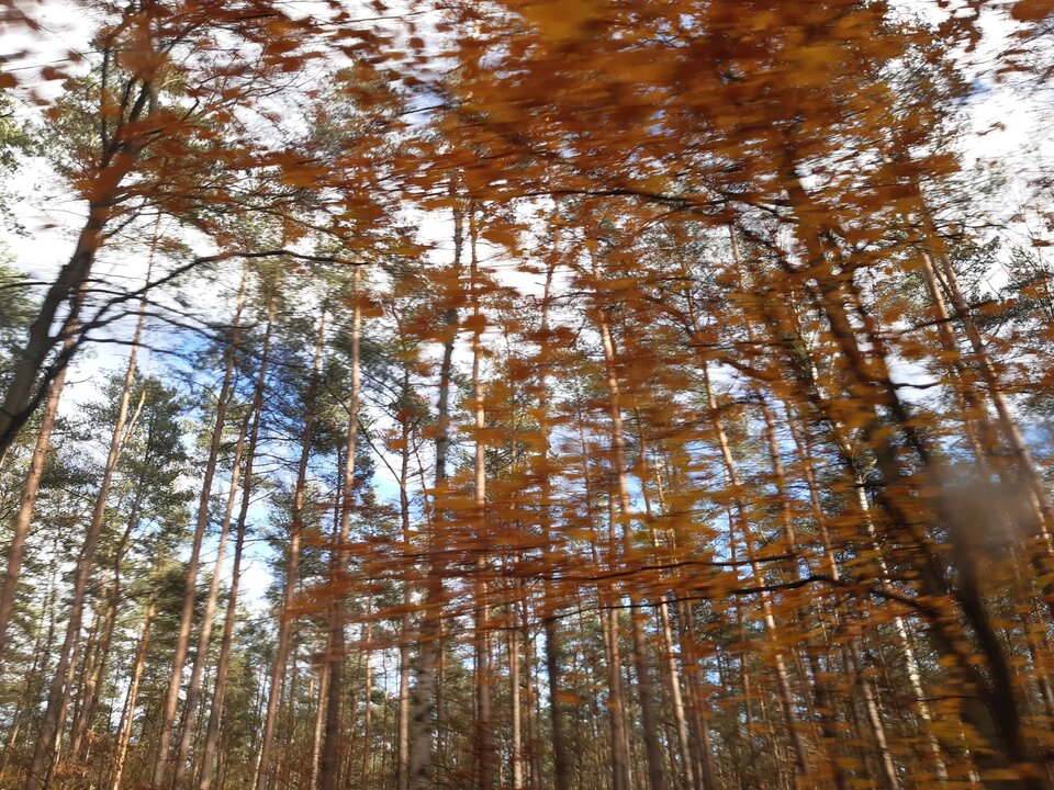 20211107_135040.jpg - torii99