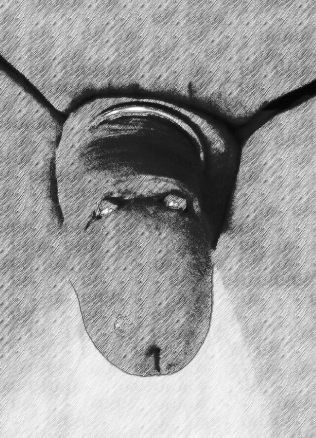 Sylwekkusi