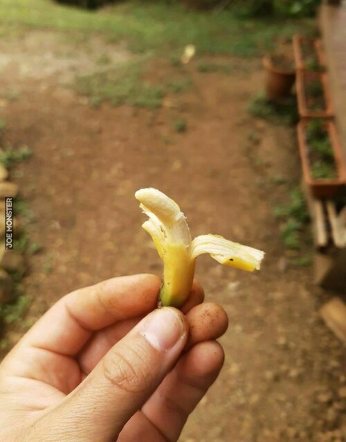 main_miniaturowy_banan.jpg - 777Belzebub777