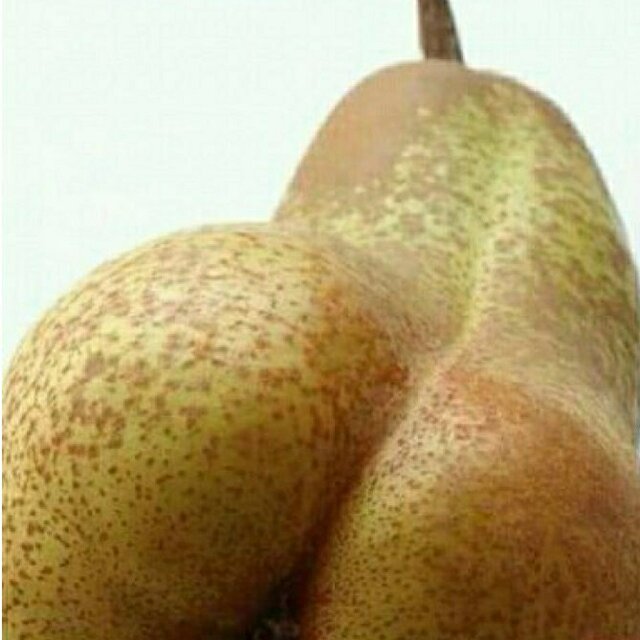 Grusza40cha