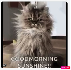 sunshine.jpg