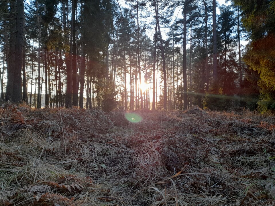 20220115_151649.jpg - Ambrozja2
