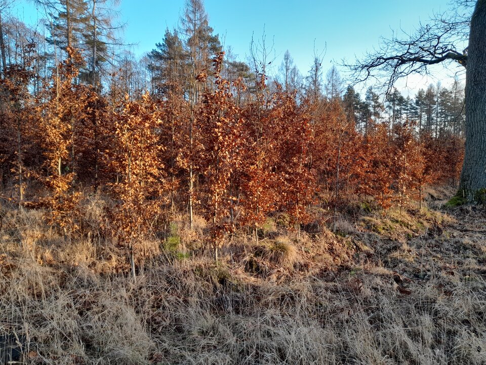 20220115_150630.jpg - Ambrozja2