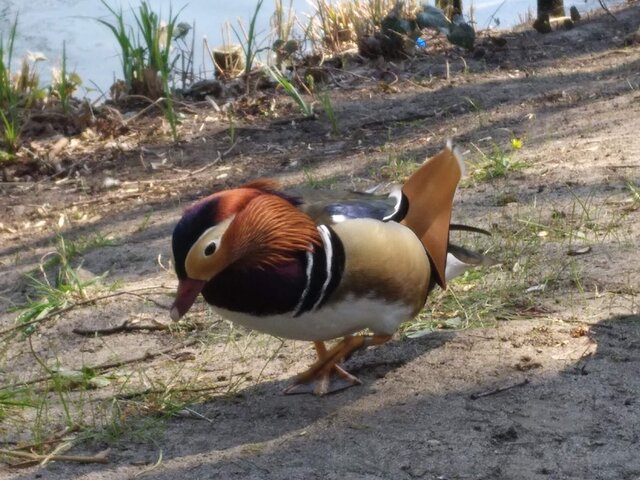 Kulfon0