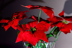 IMG_2438.jpg