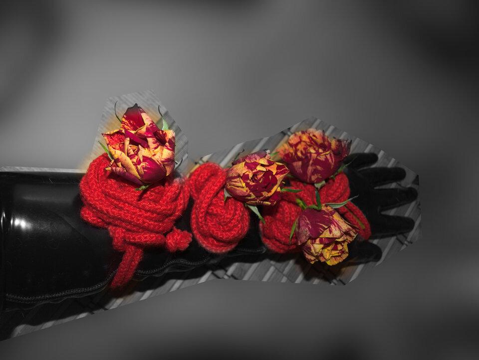 róże 1 .jpg - Noc_shibari