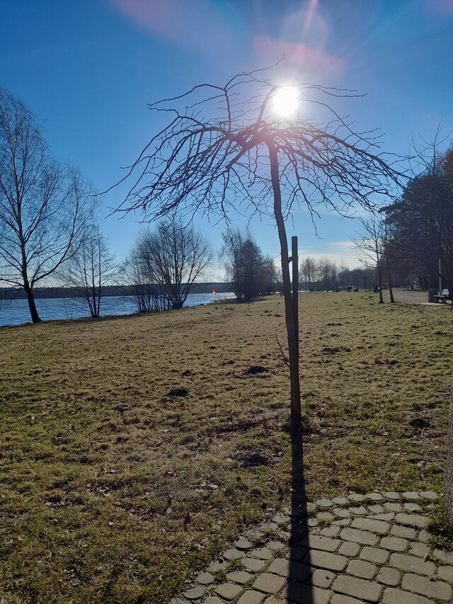 Ambrozja2