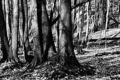 IMG_2690.JPG