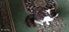 IMG_20220409_093418.jpg
