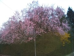 IMG_20220412_054459.jpg