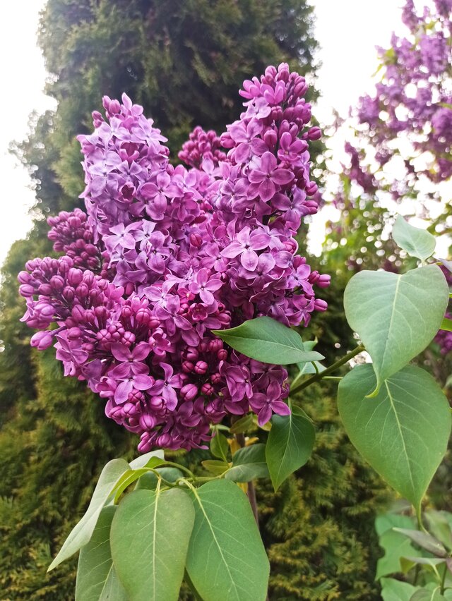Olek_51