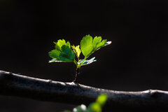 IMG_2926.jpg