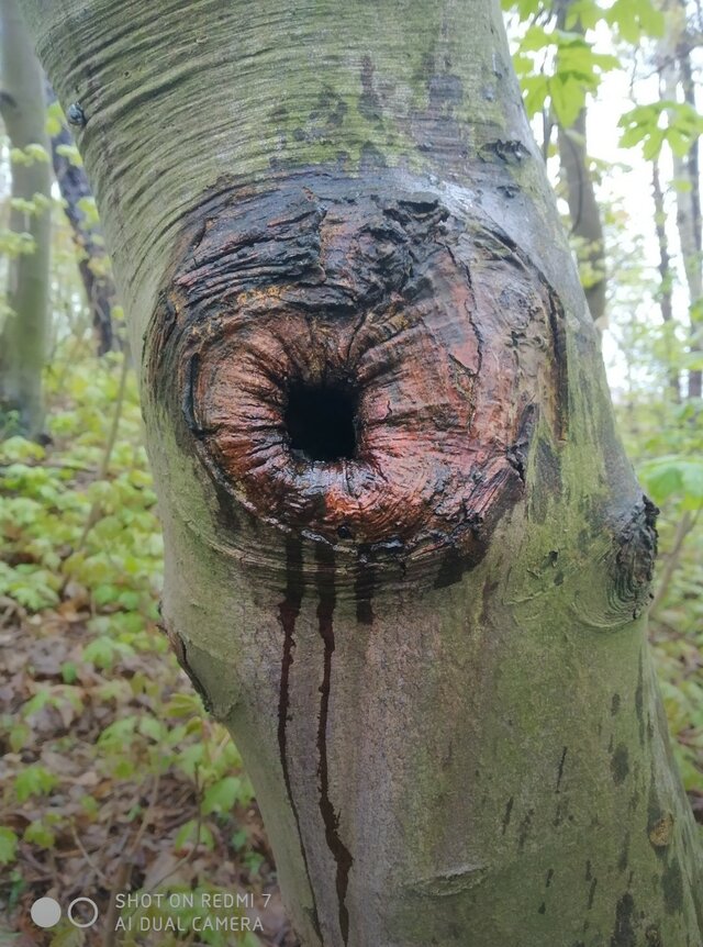 3szostky