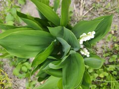 IMG_20220521_172341.jpg