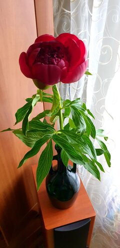 20220528_180226.jpg