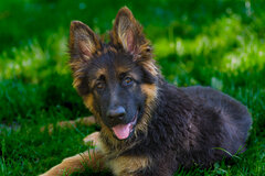 Alf