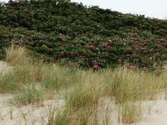 IMG_20220607_133955.jpg