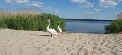 Tacy goście