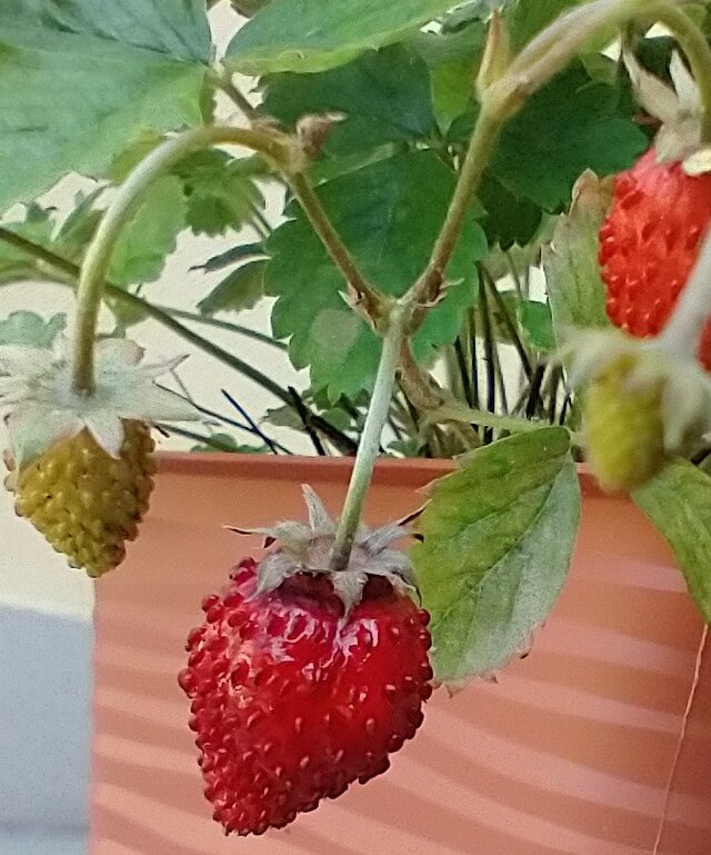 skrad_dleihs
