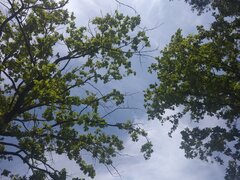 🌳🌳🌳