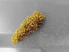 IMG_20220530_164344973.jpg