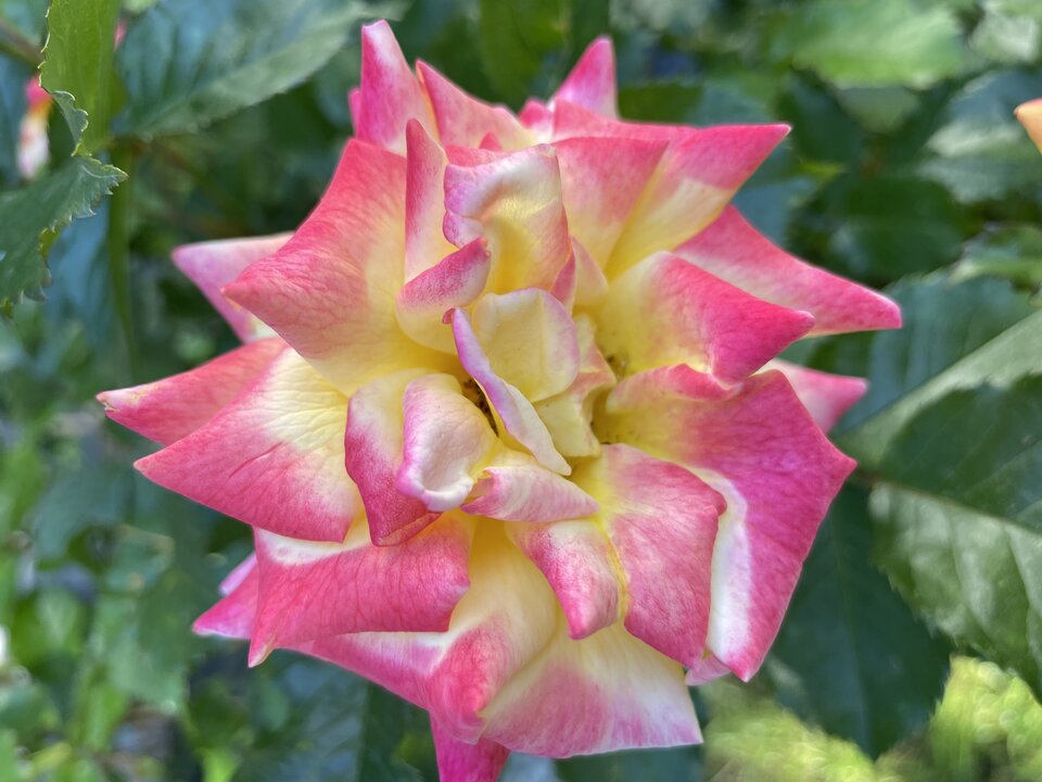 85635616-4F24-4D29-95D4-B1714C7607DA.jpeg - NaturystaXXX