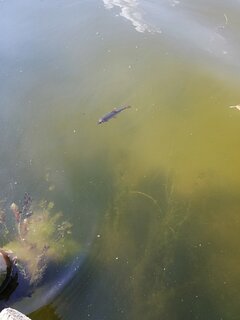 IMG_20220628_143754.jpg