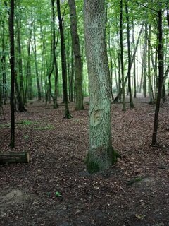 IMG_20220613_141145.jpg