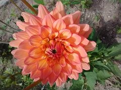 IMG_20220704_095234483.jpg