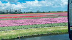 tulipany.jpeg