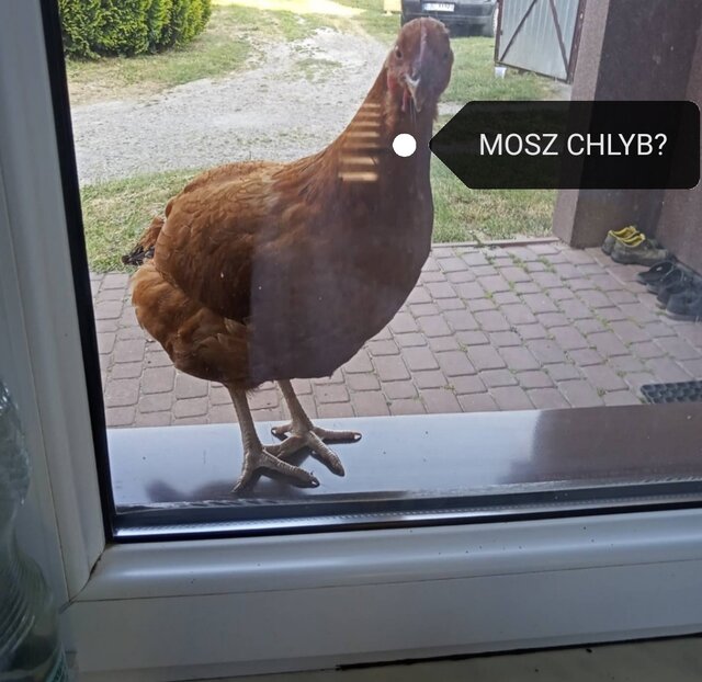 niomek