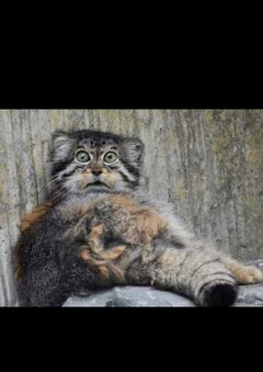 Manul