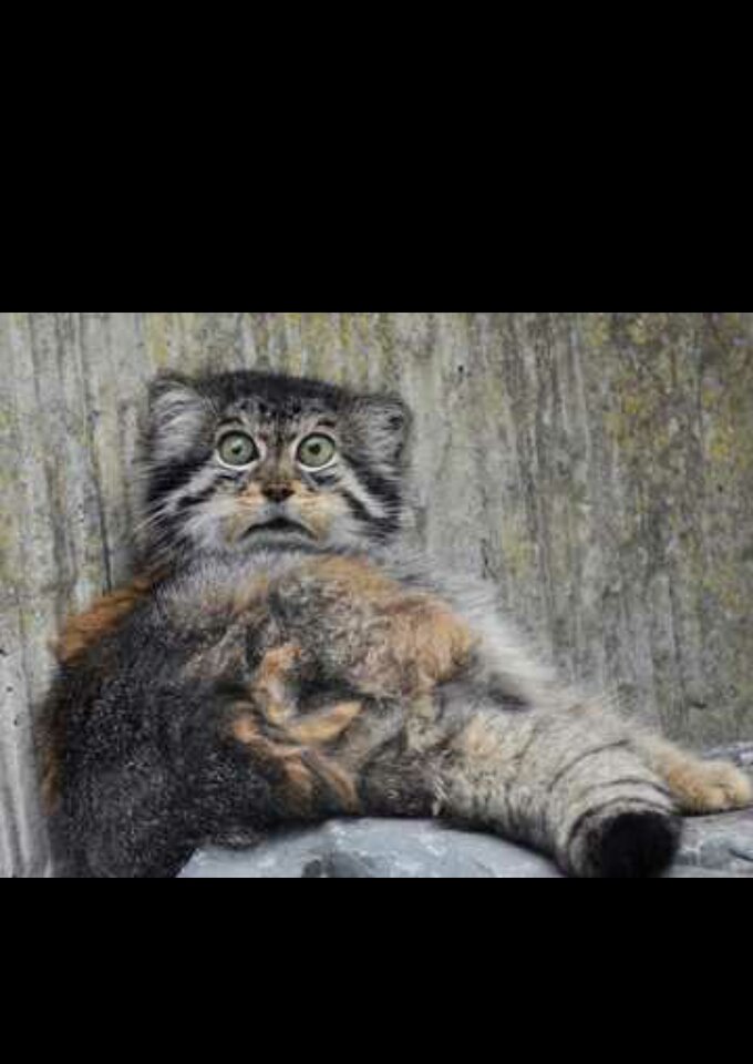 Manul - agamich