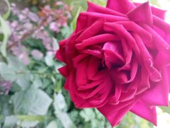IMG_20220712_194846.jpg