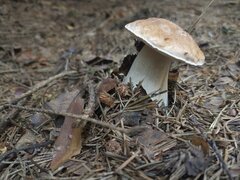IMG_20220723_070357251.jpg