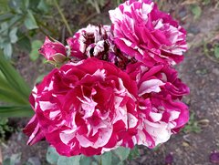 IMG_20220726_193037.jpg