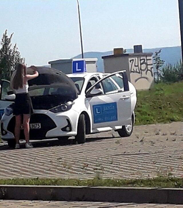 Tulipan85