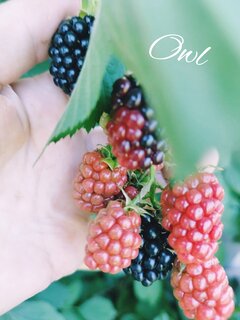 owc20220805_120115179.jpg