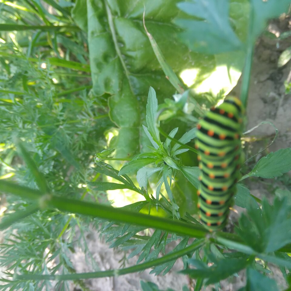 20220809_180429.jpg - Krzyszto1234