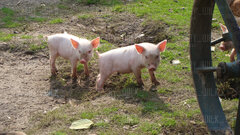 DSC05734.JPG