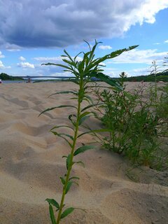 IMG_20220810_182246.jpg