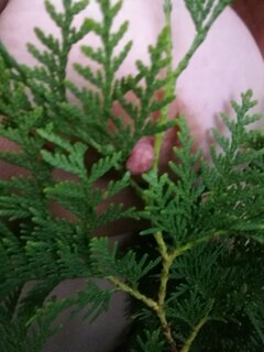 IMG_20220813_200335.jpg