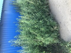 25385155-CA34-4D8E-8616-E6E0CFA4D0E6.jpeg