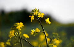 _IMG_2910.jpg