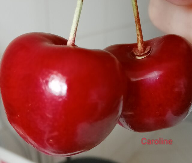 Carolinca