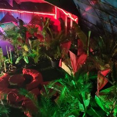IMG_20220909_053401_010.jpg