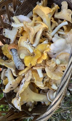 2C696039-2E4D-459E-BA8E-D881DED28D7C.jpeg