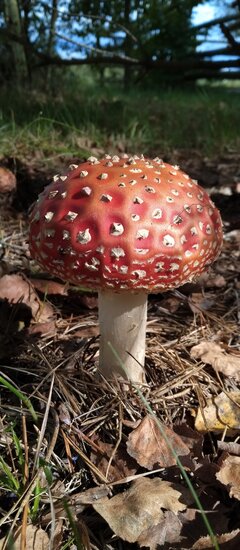 IMG_20220921_135543.jpg